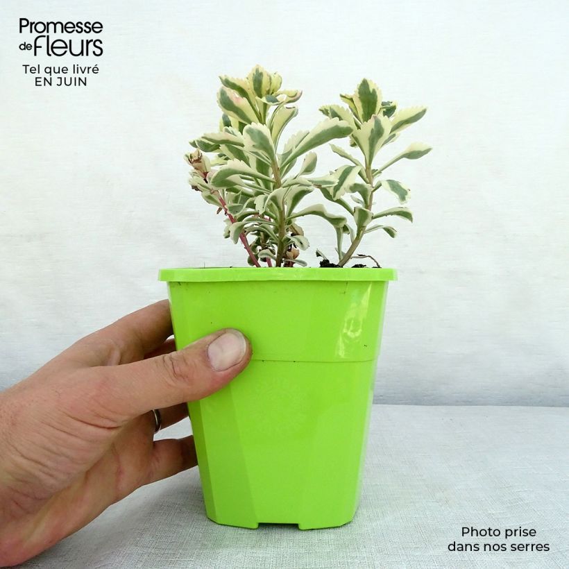 Example of Fetthenne Atlantis - Sedum takesimense Topf mit 1,5L/2L as you get in ete