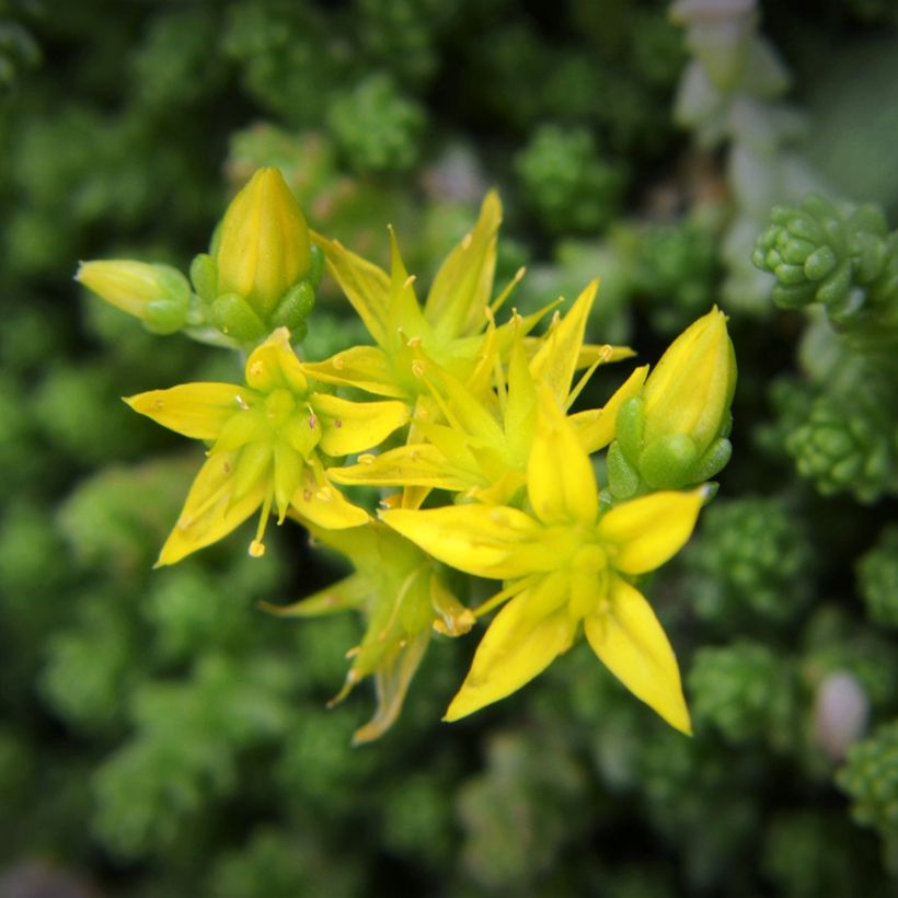 Scharfer Mauerpfeffer (Samen) - Sedum acre (Flowering)