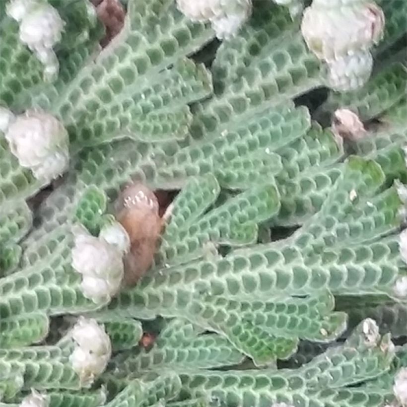 Selaginella lepidophylla - Auferstehungspflanze (Foliage)