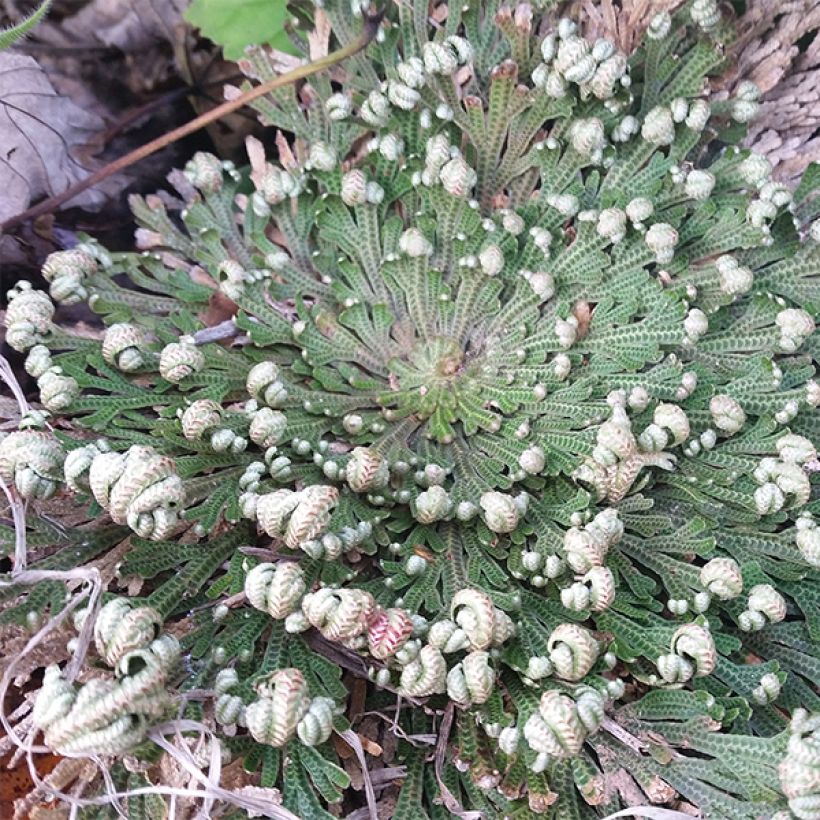 Selaginella lepidophylla - Auferstehungspflanze (Plant habit)