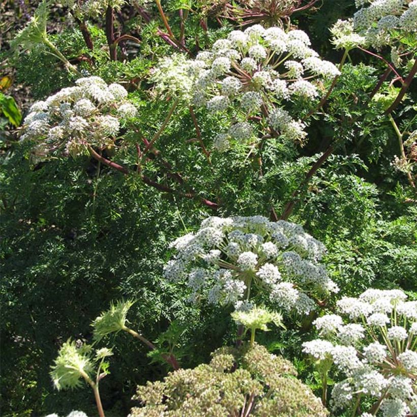 Selinum wallichianum - Feinblättrige Silge (Flowering)