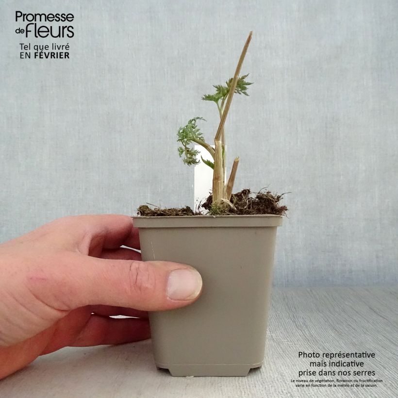 Exemplar von Selinum wallichianum - Feinblättrige Silge Kleine Töpfe von 8/9 cm wie im Winter geliefert