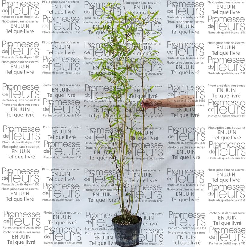 Example of Semiarundinaria fastuosa - Narihira-Bambus Topf mit 7,5L/10L as you get