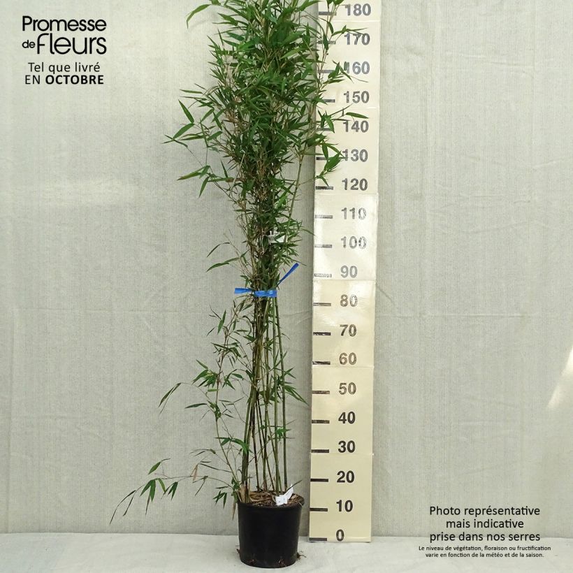 Example of Semiarundinaria makinoi - Bambus Topf mit 4L/5L as you get in automne