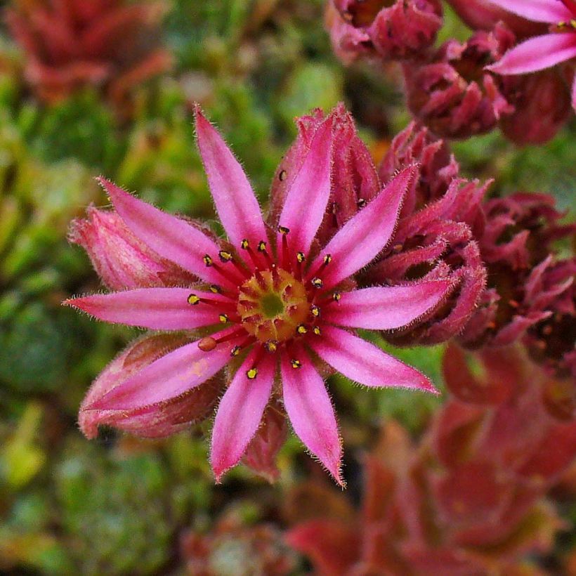 Hauswurz Alpha - Sempervivum (Flowering)