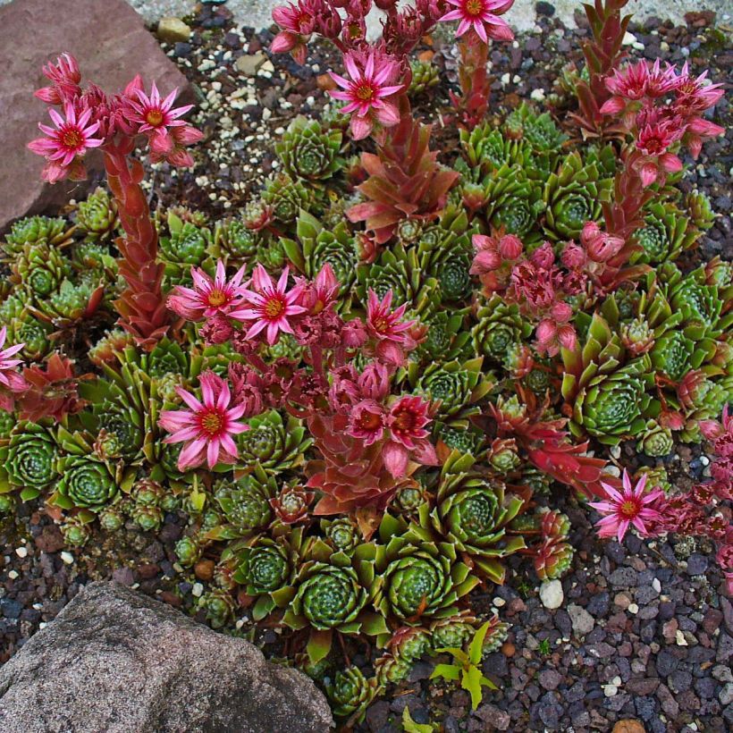Hauswurz Alpha - Sempervivum (Plant habit)