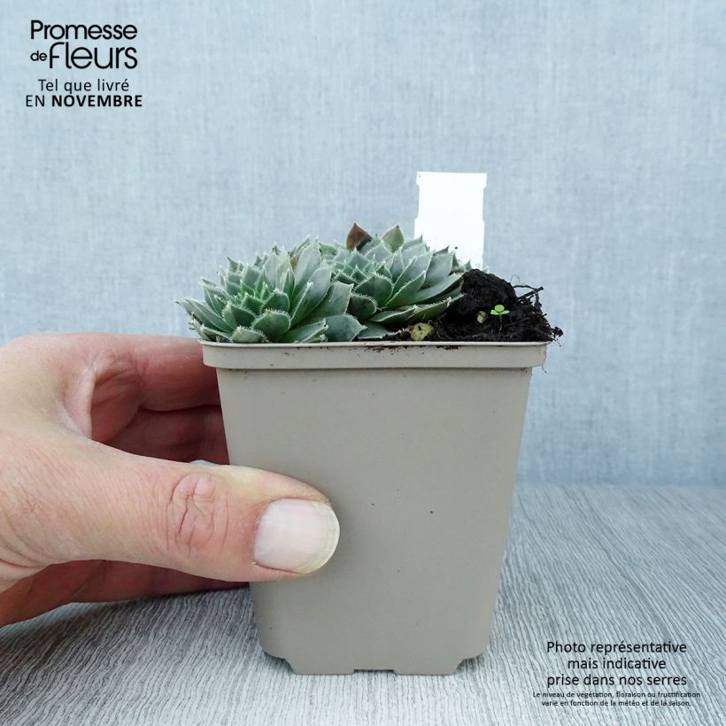 Example of Hauswurz Alpha - Sempervivum Kleine Töpfe von 8/9 cm as you get in automne