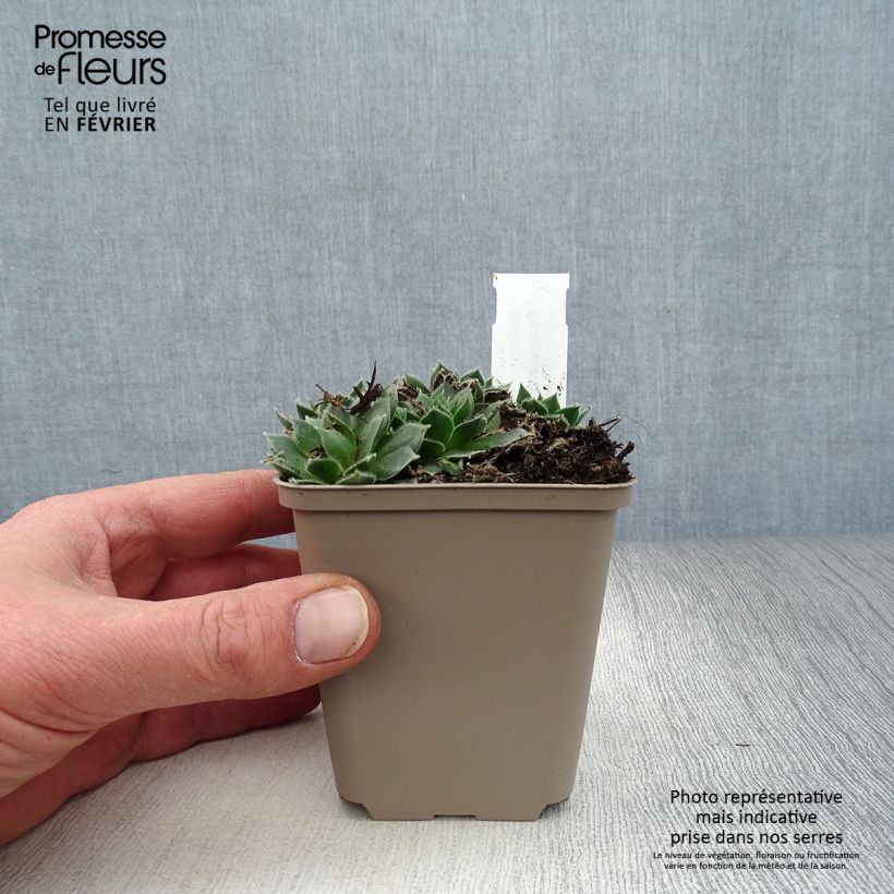 Exemplar von Hauswurz Alpha - Sempervivum Kleine Töpfe von 8/9 cm wie im Winter geliefert