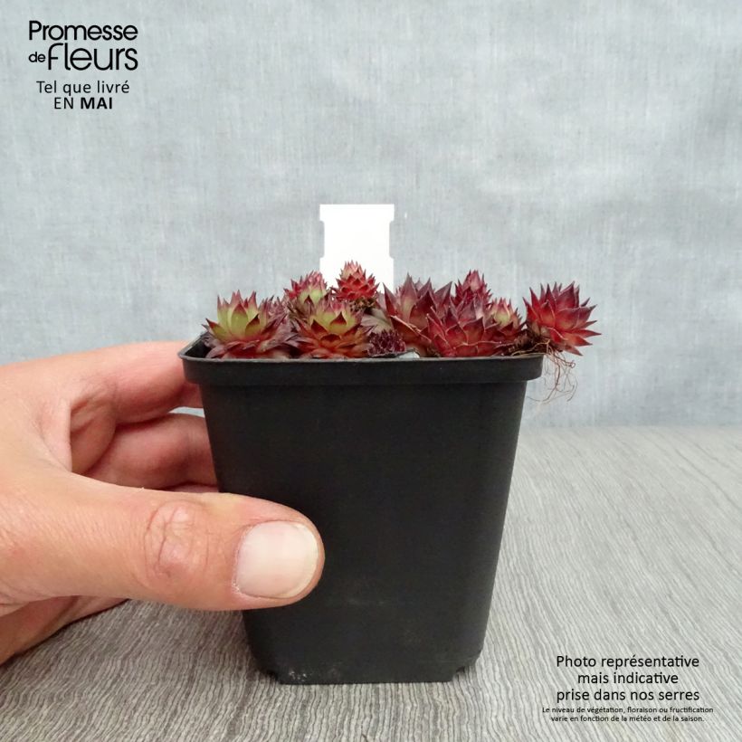 Exemplar von Hauswurz Bronco - Sempervivum Kleine Töpfe von 8/9 cm wie im Frühjahr geliefert