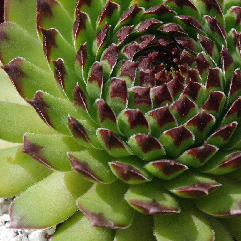 Hauswurz Chick Charms Appletini - Sempervivum (Foliage)