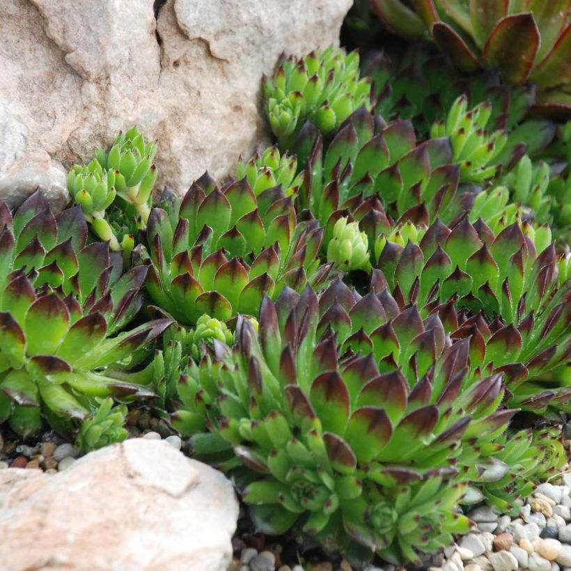 Hauswurz Chick Charms Appletini - Sempervivum (Plant habit)