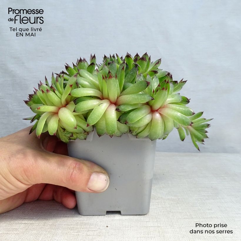 Exemplar von Hauswurz Chick Charms Appletini - Sempervivum Topf 10 cm/11cm wie im Frühjahr geliefert