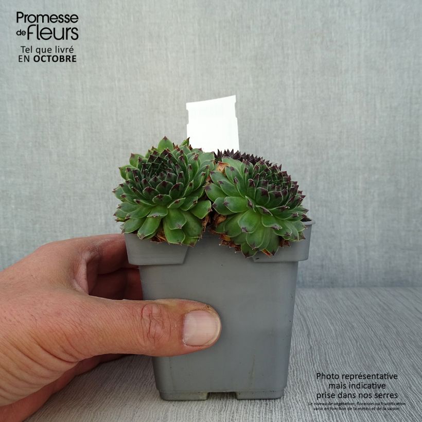 Example of Hauswurz Chick Charms Appletini - Sempervivum Topf 10 cm/11cm as you get in automne