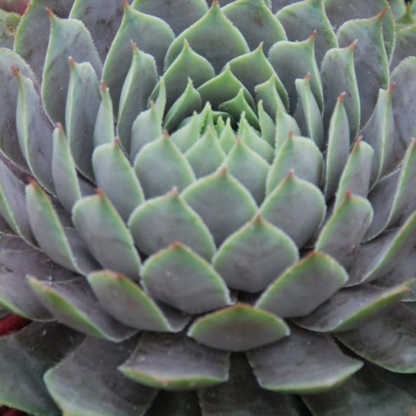 Hauswurz Chick Charms Berry Blues - Sempervivum (Foliage)
