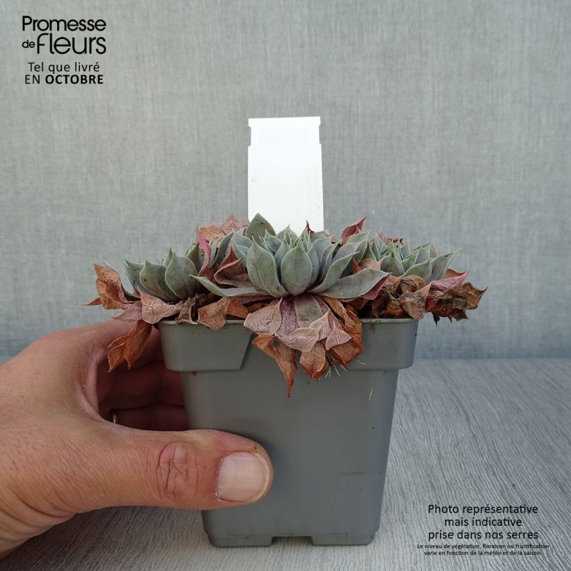 Example of Hauswurz Chick Charms Berry Blues - Sempervivum Topf 10 cm/11cm as you get in automne