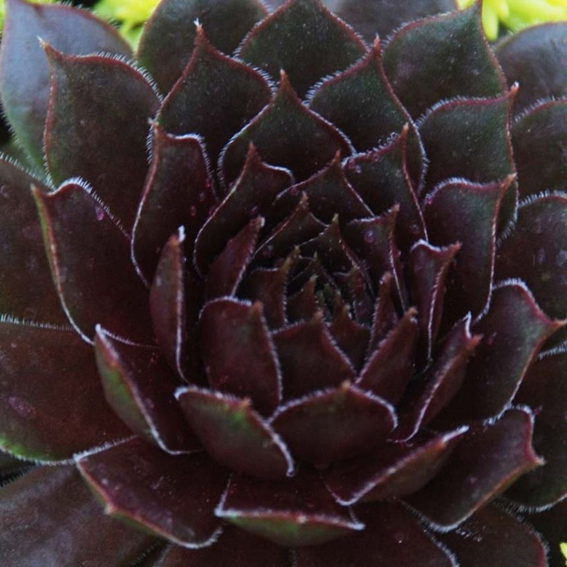 Hauswurz Chick Charms Bing Cherry - Sempervivum (Foliage)