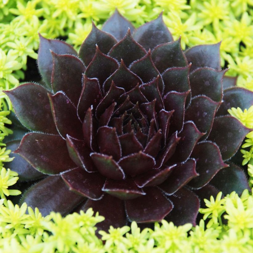 Hauswurz Chick Charms Bing Cherry - Sempervivum (Plant habit)