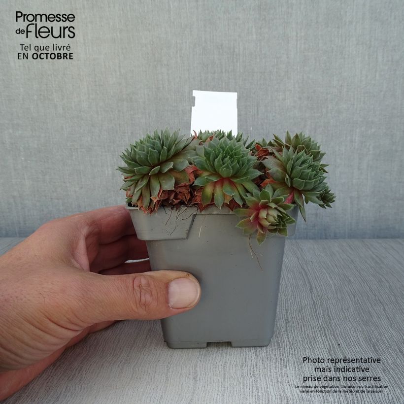 Example of Hauswurz Chick Charms Bing Cherry - Sempervivum Topf 10 cm/11cm as you get in automne