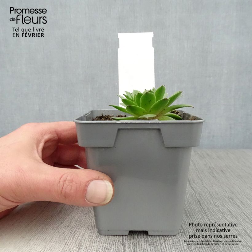 Exemplar von Hauswurz Chick Charms Cherry Berry - Sempervivum Topf 10 cm/11cm wie im Winter geliefert