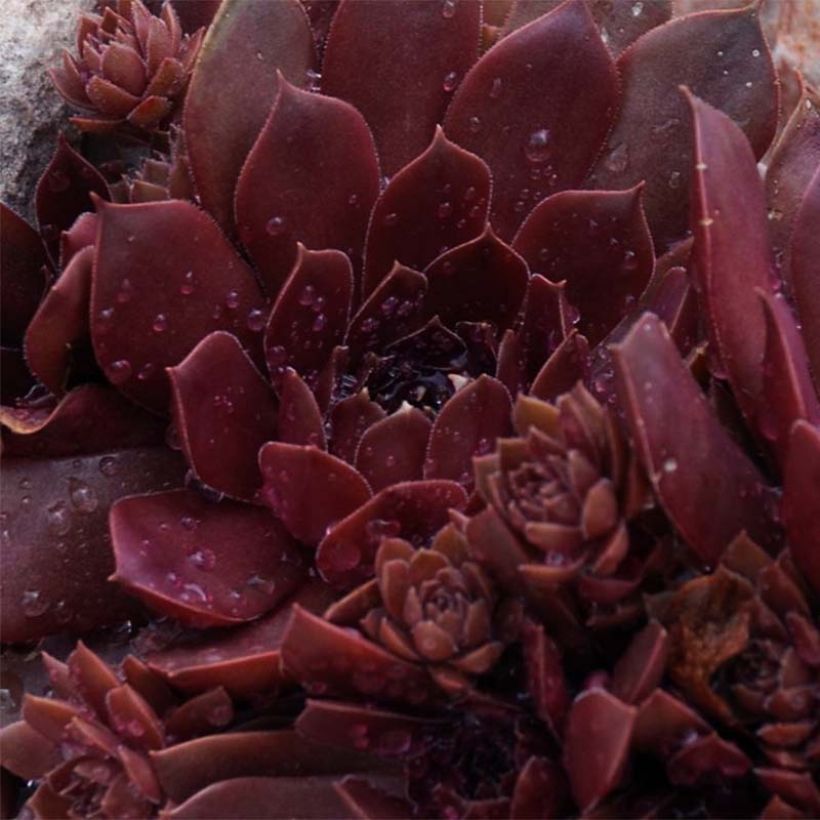 Hauswurz Chick Charms Chocolate Kiss - Sempervivum (Foliage)
