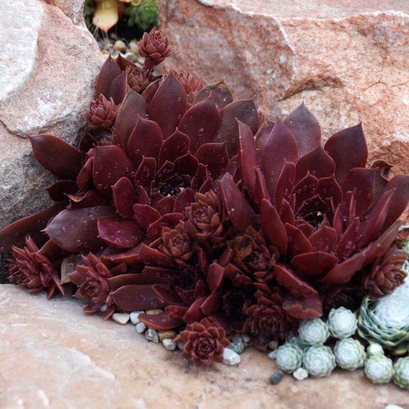 Hauswurz Chick Charms Chocolate Kiss - Sempervivum (Plant habit)