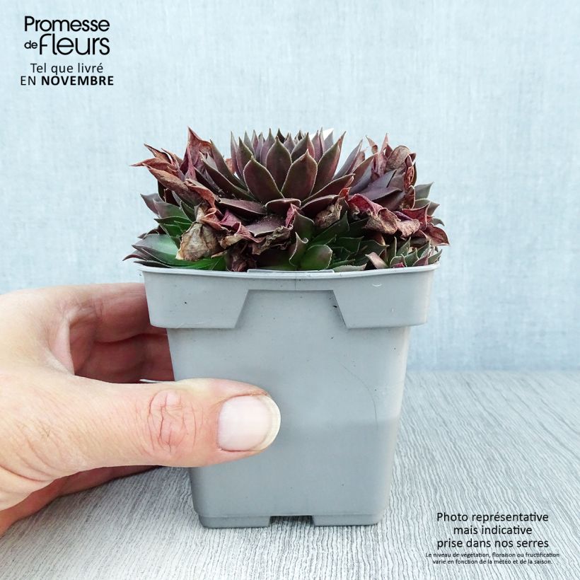 Example of Hauswurz Chick Charms Chocolate Kiss - Sempervivum Topf 10 cm/11cm as you get in automne