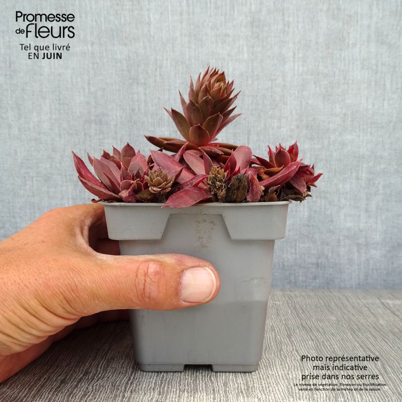 Exemplar von Hauswurz Chick Charms Chocolate Kiss - Sempervivum Topf 10 cm/11cm wie im Sommer geliefert