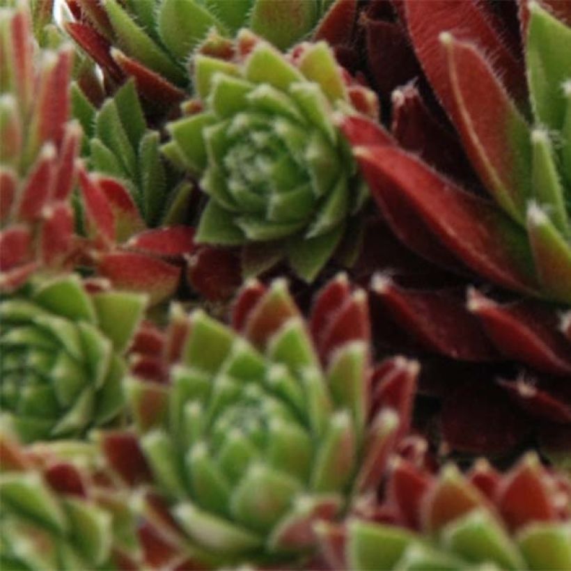 Hauswurz Chick Charms Cinnamon Starbust - Sempervivum (Foliage)