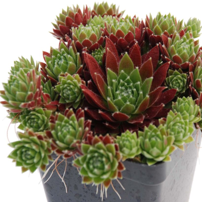 Hauswurz Chick Charms Cinnamon Starbust - Sempervivum (Plant habit)