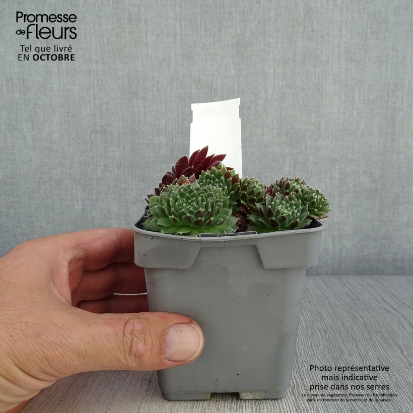 Example of Hauswurz Chick Charms Cinnamon Starbust - Sempervivum Topf 10 cm/11cm as you get in automne
