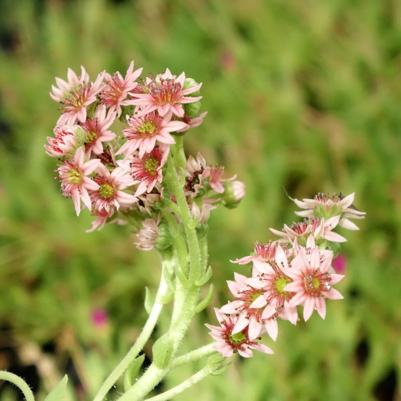 Hauswurz Chick Charms Cinnamon Starbust - Sempervivum (Flowering)