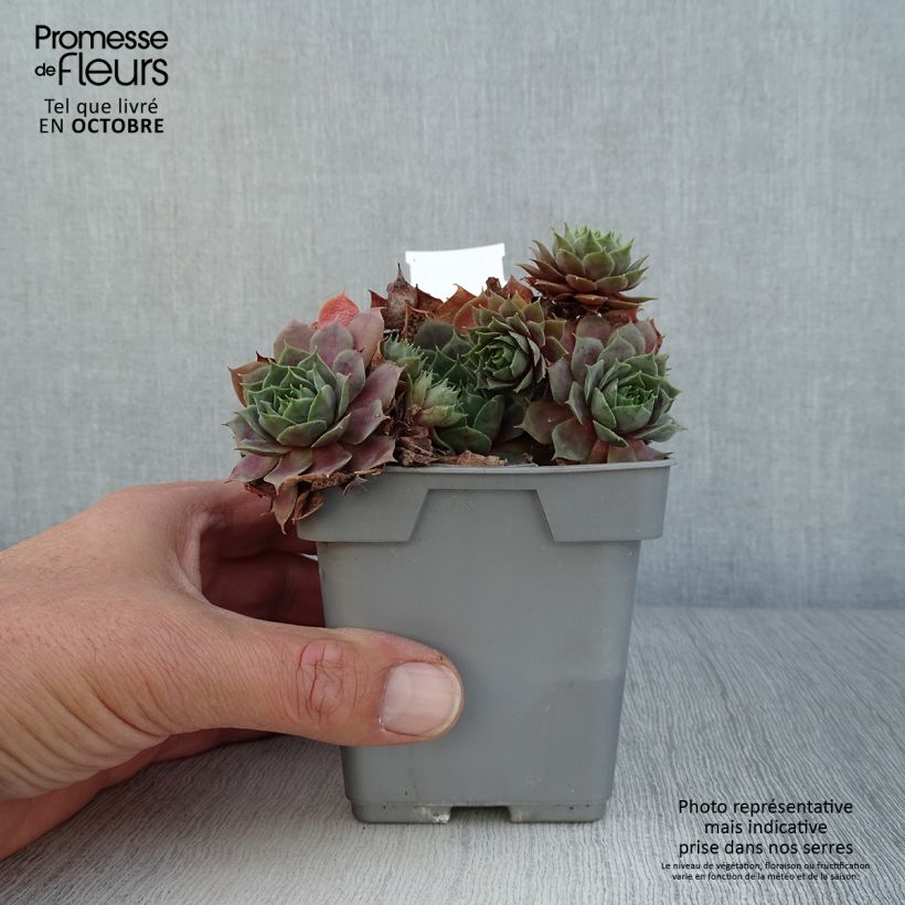 Example of Hauswurz Chick Charms CoslicCandy - Sempervivum Topf 10 cm/11cm as you get in automne