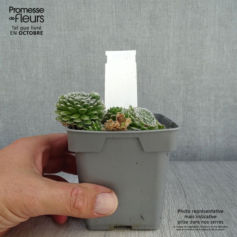 Example of Hauswurz Chick Charms Cotton Candy - Sempervivum Topf 10 cm/11cm as you get in automne