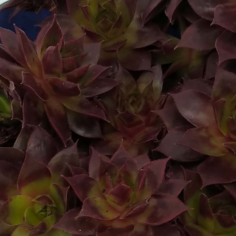 Hauswurz Chick Charms Cranberry Cocktail - Sempervivum (Foliage)