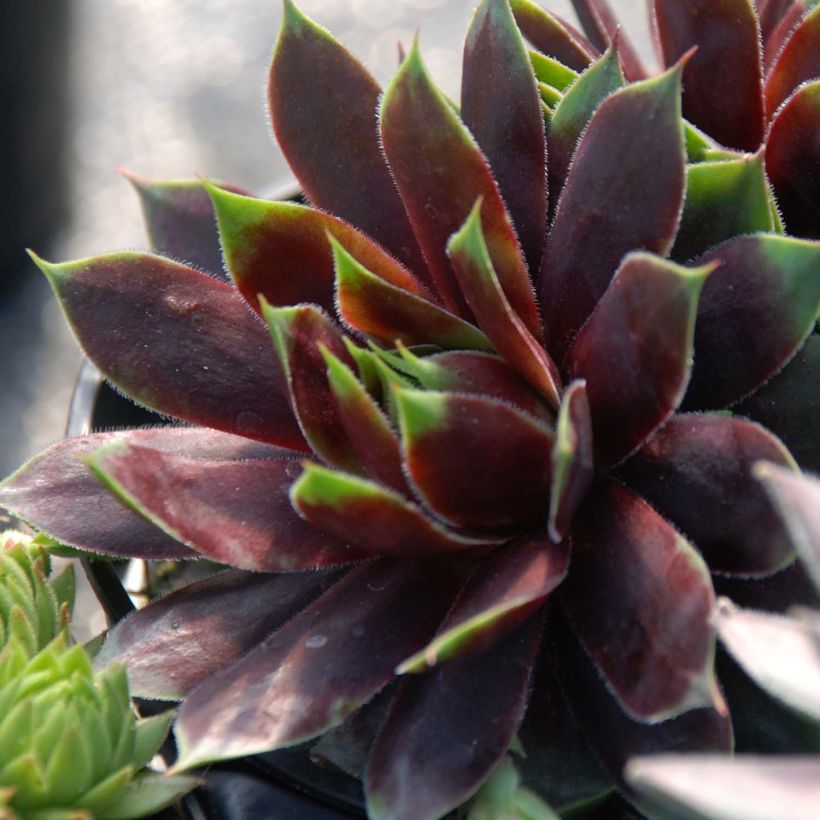 Hauswurz Chick Charms Cranberry Cocktail - Sempervivum (Plant habit)