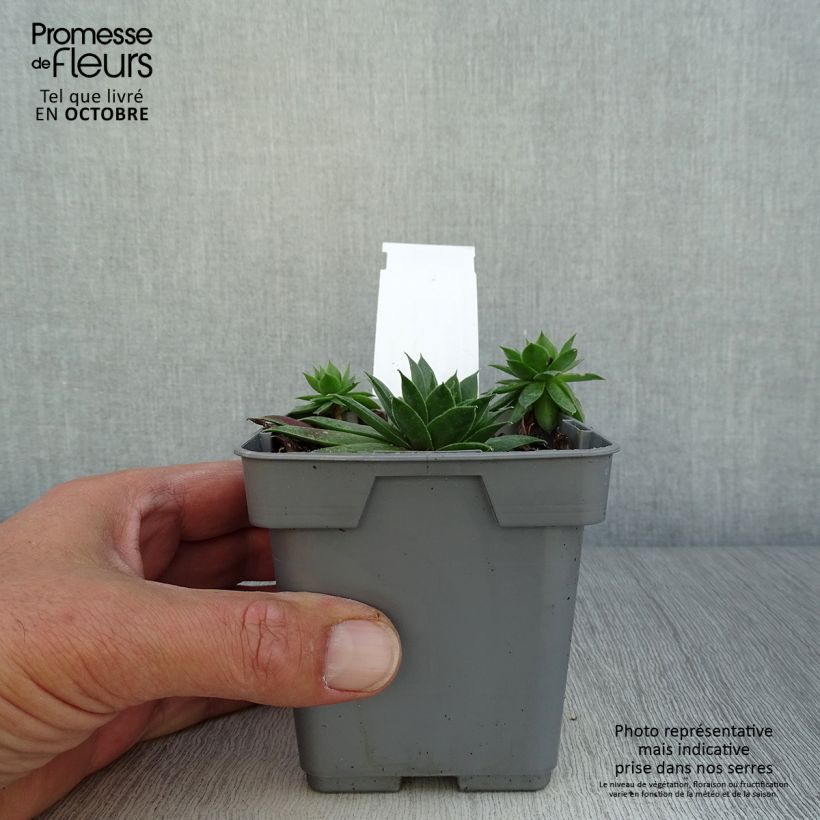 Example of Hauswurz Chick Charms Cranberry Cocktail - Sempervivum Topf 10 cm/11cm as you get in automne