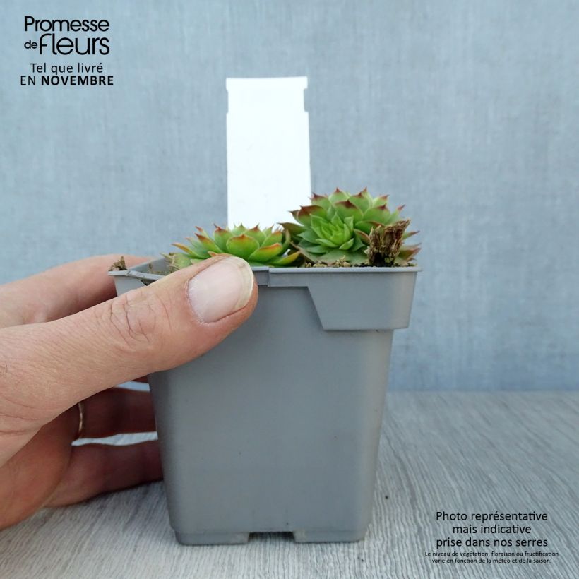 Example of Hauswurz Chick Charms Gold Nugget - Sempervivum Topf 10 cm/11cm as you get in automne