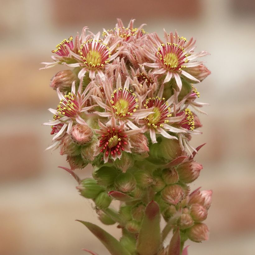 Hauswurz Chick Charms Gold Nugget - Sempervivum (Blüte)