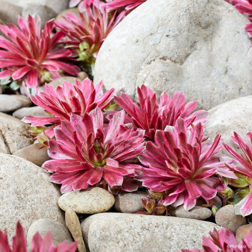 Hauswurz Chick Charms Lotus Blossom - Sempervivum  (Wuchs)