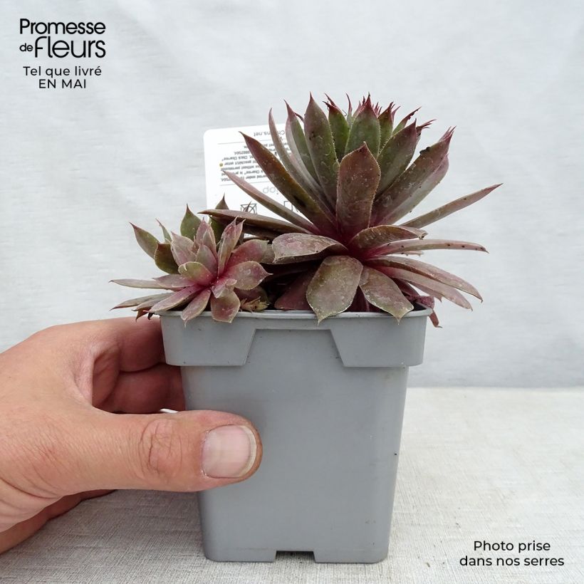 Exemplar von Hauswurz Chick Charms Plum Perfect - Sempervivum Topf 10 cm/11cm wie im Frühjahr geliefert