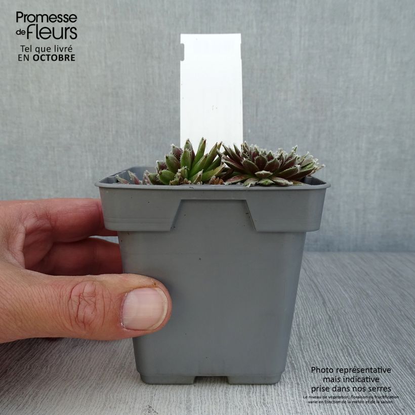 Example of Hauswurz Chick Charms Plum Perfect - Sempervivum Topf 10 cm/11cm as you get in automne