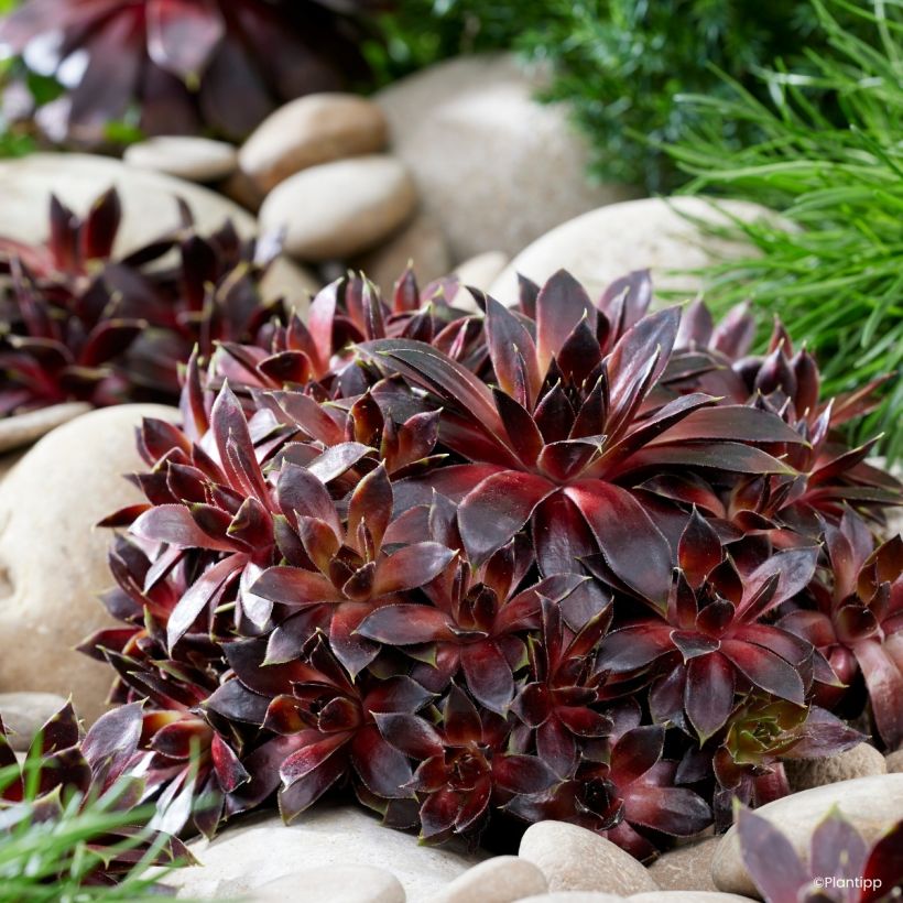Hauswurz Colorockz Coconut Crystal - Sempervivum  (Wuchs)
