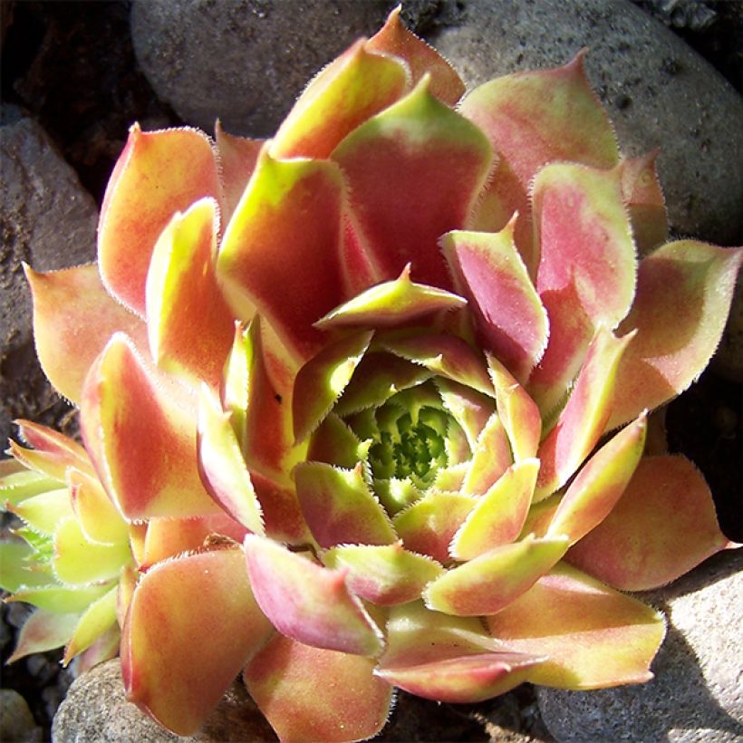 Hauswurz Commander Hay - Sempervivum (Flowering)