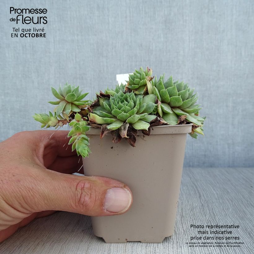 Example of Hauswurz Commander Hay - Sempervivum Kleine Töpfe von 8/9 cm as you get in automne