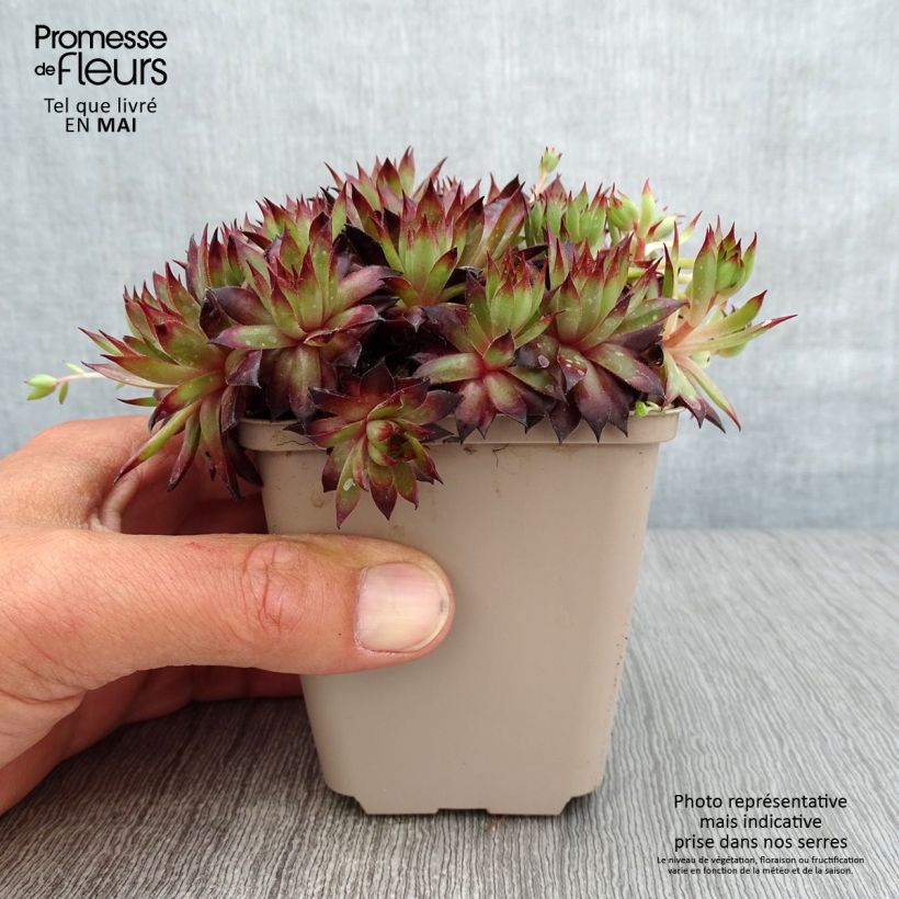 Exemplar von Hauswurz Dark Beauty - Sempervivum Kleine Töpfe von 8/9 cm wie im Frühjahr geliefert