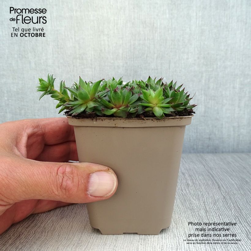 Example of Hauswurz Dark Beauty - Sempervivum Kleine Töpfe von 8/9 cm as you get in automne