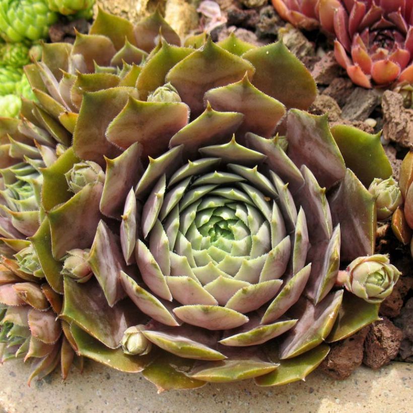 Hauswurz Feldmaier - Sempervivum (Foliage)