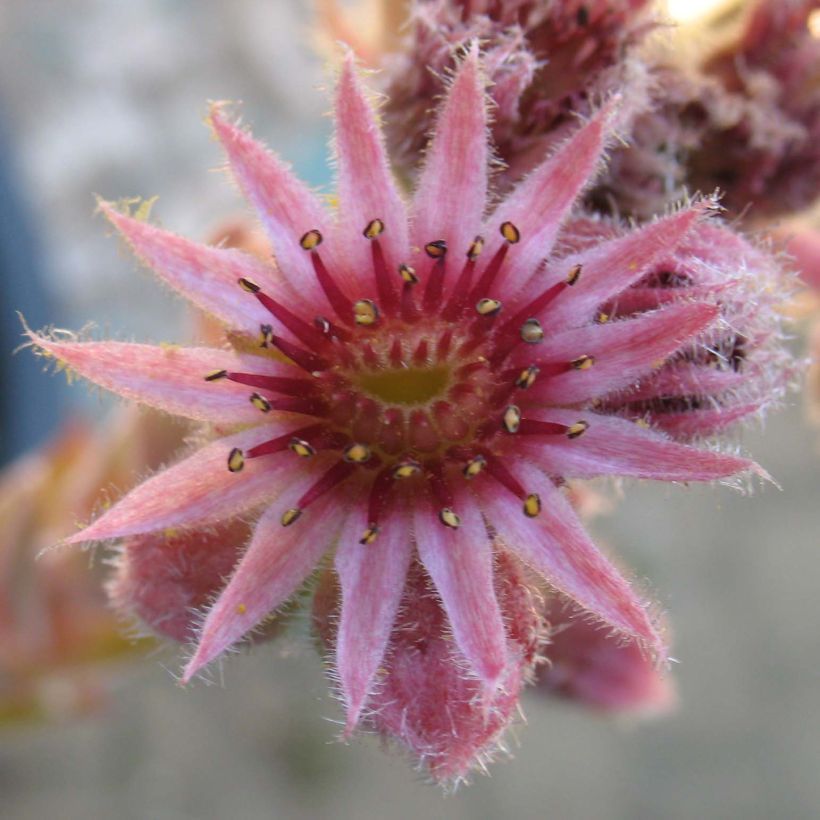 Hauswurz Feldmaier - Sempervivum (Flowering)