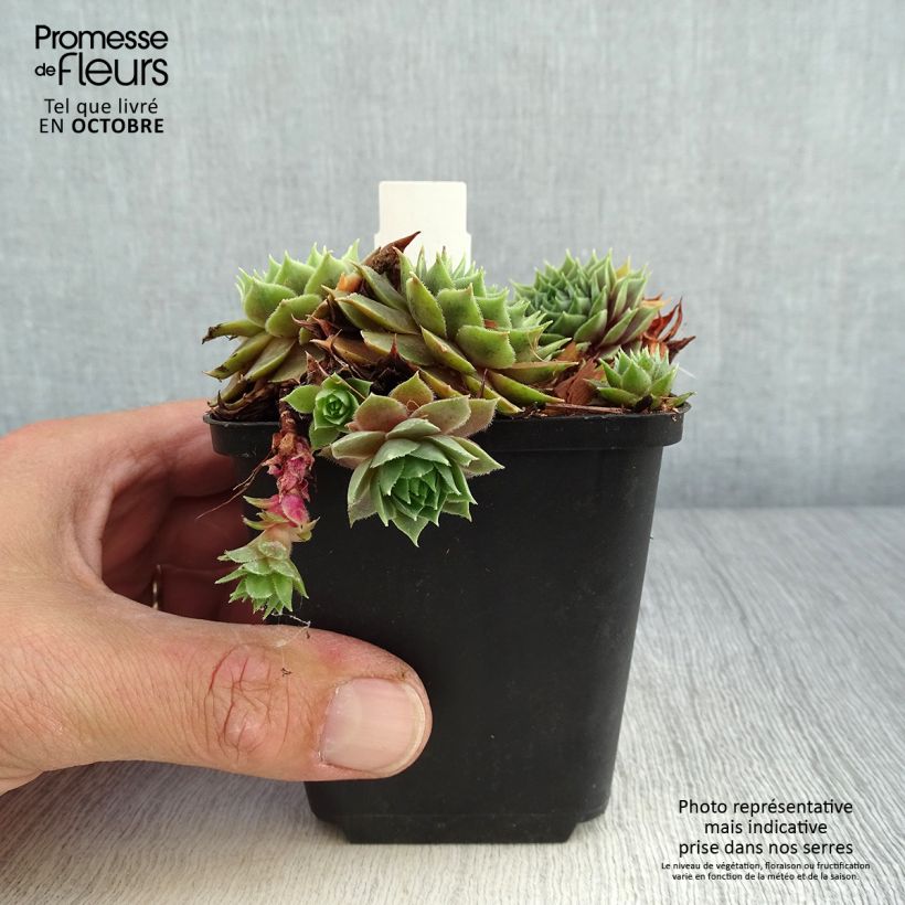 Example of Hauswurz Feldmaier - Sempervivum Kleine Töpfe von 8/9 cm as you get in automne