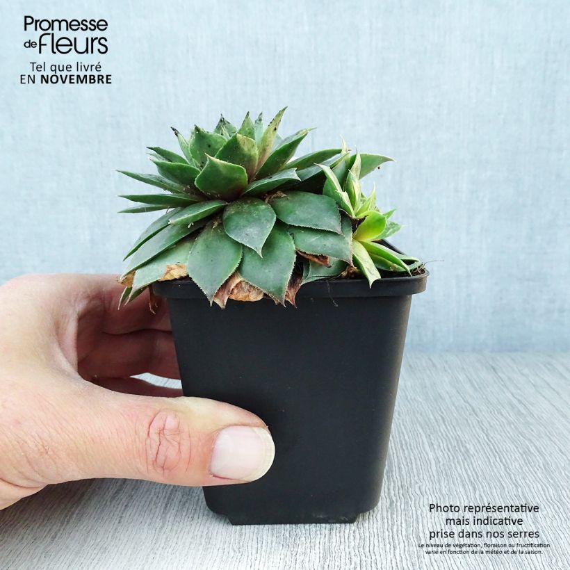 Example of Hauswurz Gemengd - Sempervivum Kleine Töpfe von 8/9 cm as you get in automne